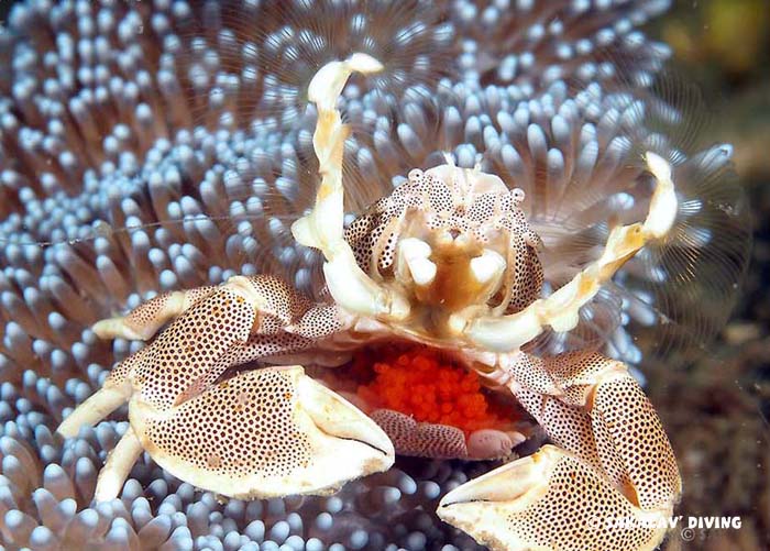 photo macro in Madagascar